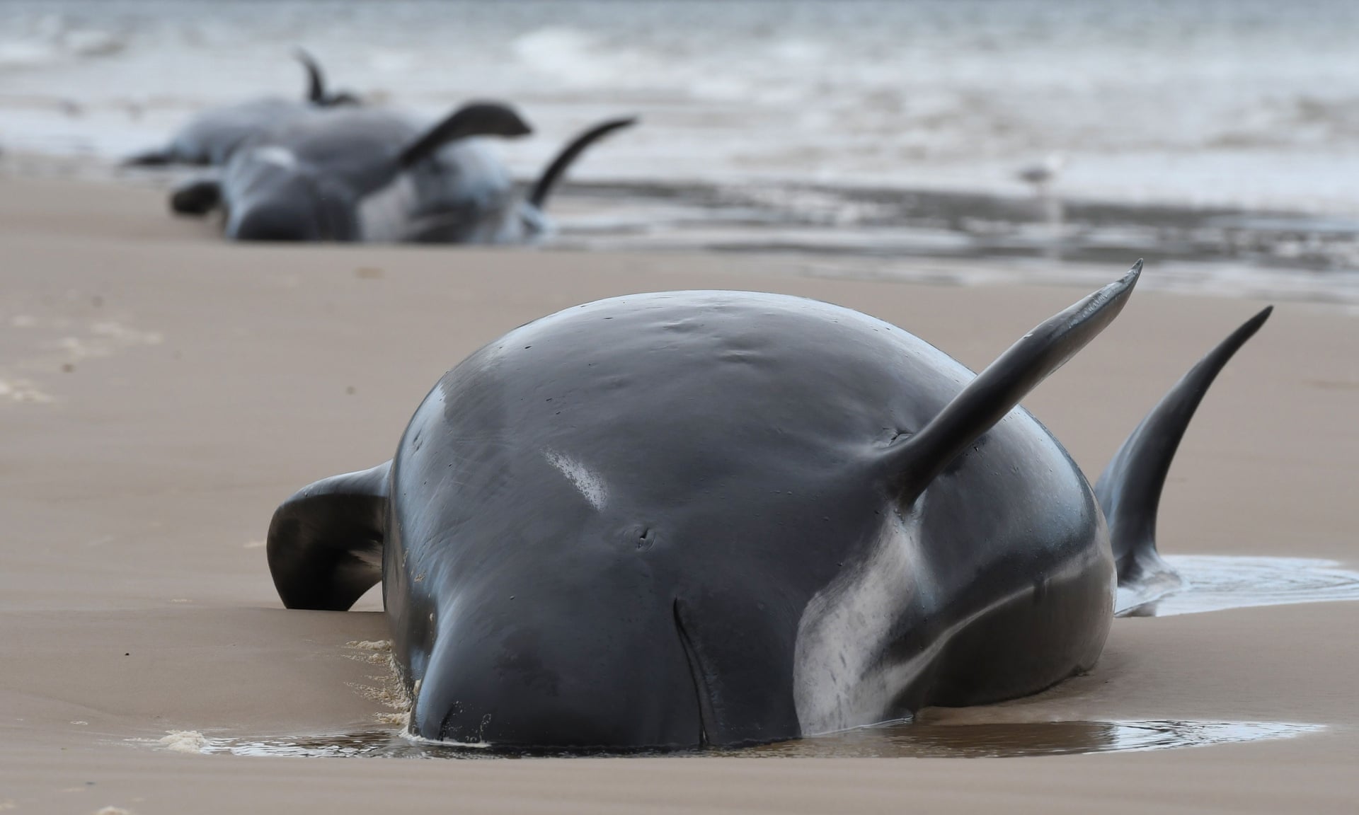 Lực lượng cứu hộ bất ngờ phát hiện xác của 200 con cá voi chết ở bang Tasmania, Úc (ảnh: The Guardian)