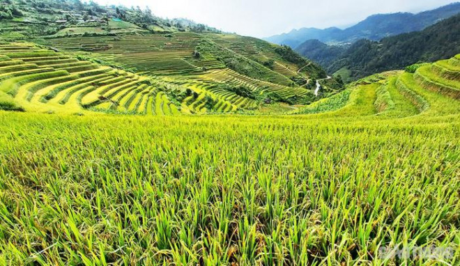 Ruộng bậc thang vừa là kế sinh nhai của đồng bào dân tộc thiểu số, vừa là tuyệt tác, đặc sản của núi rừng Tây Bắc.