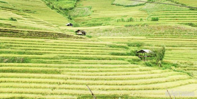 Do địa hình đồi núi, đi lại khó khăn nên để thuận lợi trong quá trình canh tác, trông coi, người dân làm những căn chòi nhỏ ngay trên ruộng của mình.