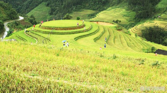 Một trong những điểm đến nổi tiếng của mùa vàng Mù Cang Chải là đồi Mâm Xôi ở La Pán Tẩn.