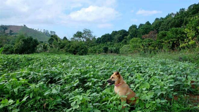 Chuyện cổ tích về đôi vợ chồng bỏ Sài Gòn lên Tây Nguyên sống trong &#34;vườn địa đàng&#34; - 5