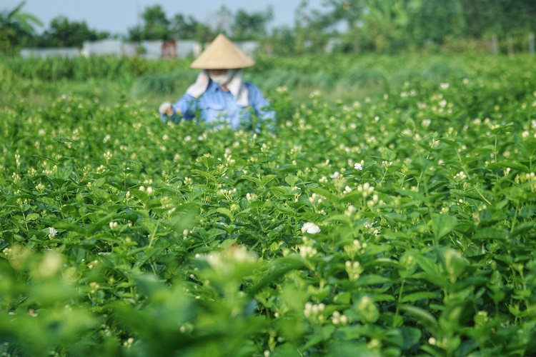 Hoa nhài là loại cây dễ trồng, chi phí đầu tư; chăm sóc ít nhưng lại mang giá trị kinh tế cao. Nhiều năm qua người dân ở xã Đông Xuân tập trung trồng hoa nhài để mang lại nguồn thu nhập, cải thiện kinh tế.