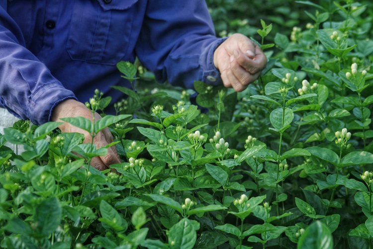 Từ mô hình trông nhỏ lẻ, nhà vườn đến nay các hộ trong xã đã mở rộng diện tích lên đến 40 ha.