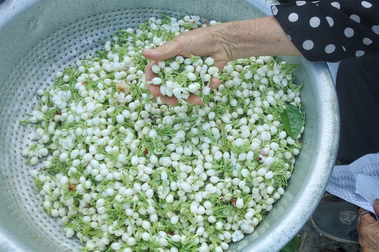 Hoa nhài Đông Xuân&nbsp;mùa vụ này được người dân đánh giá là nở đúng vụ, sản lượng cao hơn năm trước và nụ hoa chắc, trắng đẹp.