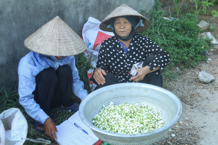 Hoa nhài sau khi hái được bán cho các nhà máy chế biến để ướp chè, làm xà&nbsp;bông, tinh dầu hoặc nước hoa…