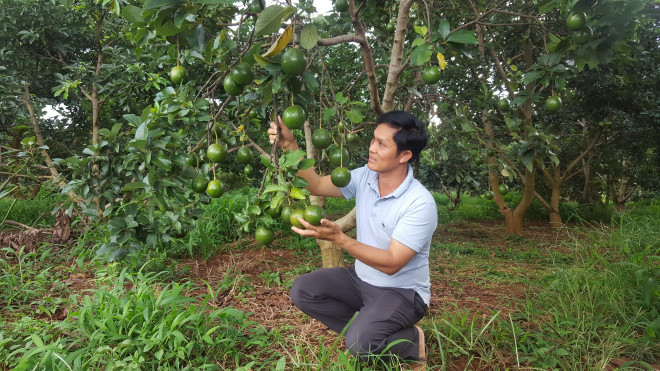 Để đảm bảo chất dinh dưỡng cho quả bơ, ông Mười cho rằng, người dân cần chăm sóc, đầu tư, bón phân đúng kỹ thuật và bọc quả bơ lại để giữ được độ bóng cho bơ và tránh bị sâu bệnh, côn trùng tấn công.