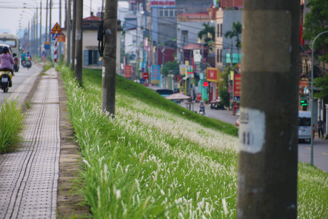 Tại các con đường đê Liên Mạc (Từ Liêm), Cổ Linh (Long Biên),.. hàng năm cứ vào đầu thu, các con đường được bao phủ một màu trắng của cỏ tranh.