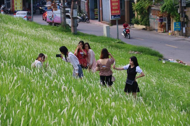 Vào những buổi sáng sớm và cuối chiều, nhiều người dân đổ về đây chụp ảnh tại triền đê đầy cỏ tranh.