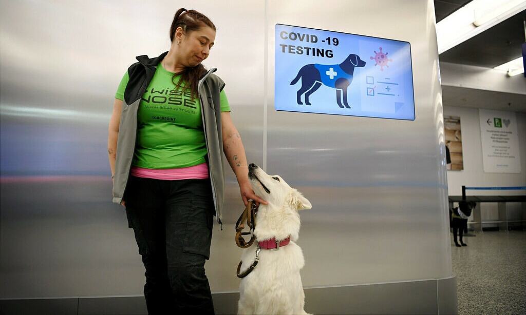 Chó được sử dụng để phát hiện người nhiễm Covid-19 tại sân bay ở Phần Lan (ảnh: The Guardian)