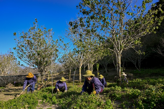 Hiện nay tại một số địa phương đã triển khai mô hình trồng dược liệu cho giá trị kinh tế cao như trồng sâm Ngọc Linh, Atiso, quế, hồi, đinh lăng…