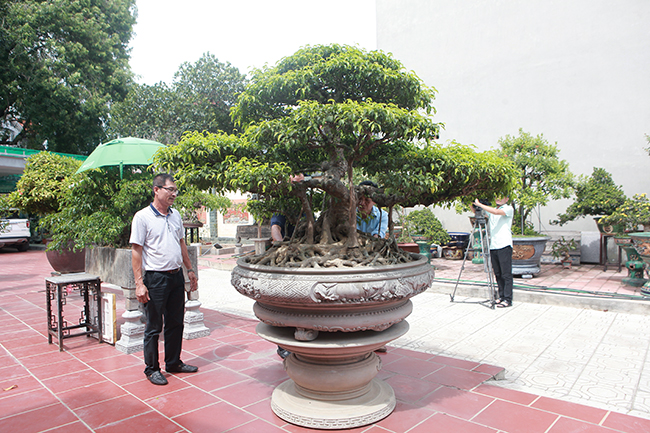 Cây sanh cổ có tuổi đời trên 100 năm của anh Nguyễn Văn Hưng (Đông Anh, Hà Nội) được giới chơi cây cảnh đặc biệt quan tâm bởi là cây cổ nhưng lại chưa có ai đặt tên.
