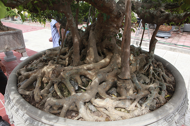 Cây được trồng trong chậu nhiều năm nên toàn bộ bệ rễ tràn chậu. “Ít nhất cây phải trên 100 năm mới có bệ rễ như thế này được”, chủ nhân cho hay.

