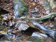 Phi thường - kỳ quặc - Video: Hổ mang chúa săn rắn lục, không ngần ngại &quot;thưởng thức&quot; đồng loại