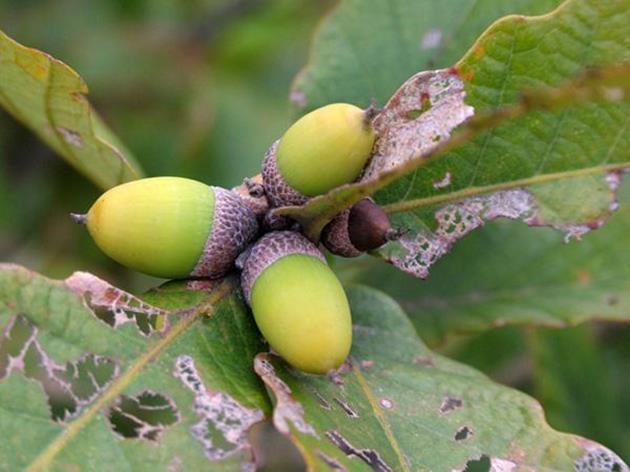 Quả của cây lấy gỗ trồng đầy ở Việt Nam, ăn ngon mà giá rẻ bèo, chưa tới 10.000đ/kg - 1