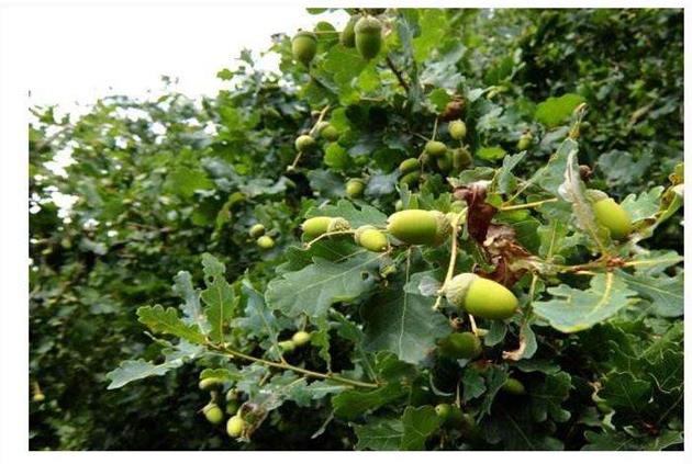 Quả của cây lấy gỗ trồng đầy ở Việt Nam, ăn ngon mà giá rẻ bèo, chưa tới 10.000đ/kg - 2