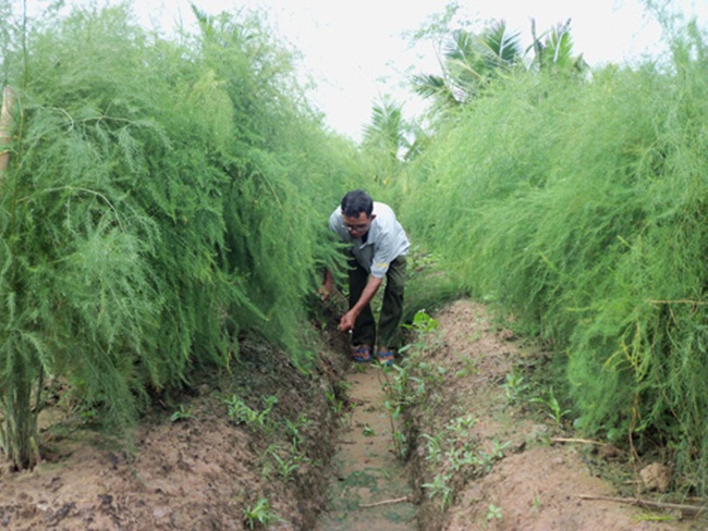 Từ lâu người ta vẫn gọi cây này là "cây nhà giàu", nhưng mấy năm gần đây nhiều người Việt có thể kiếm tiền tỷ nhờ "nhanh nhạy" thử trồng/
