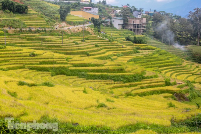 Mê mẩn cảnh sắc &#39;thiên đường&#39; mùa lúa chín ở Sa Pa - 3