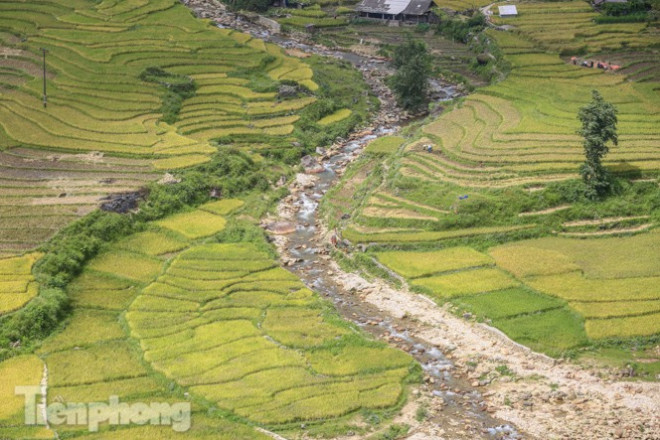 Khắp nơi được phủ kín bởi màu của lúa.