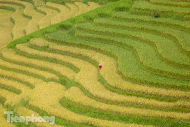 Những thửa ruộng bậc thang tầng tầng lớp lớp tựa như những tấm thảm mềm mại.