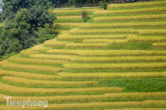 Những cánh đồng đang trổ bông như chiếc thang bắc lên tận trời xanh.