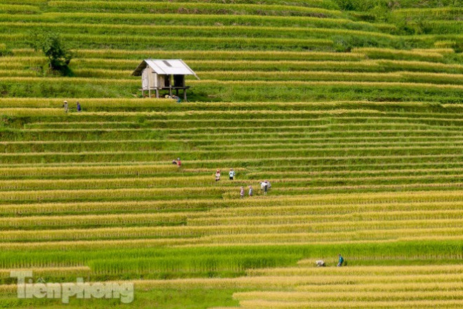 Múa lúa ở Sa Pa chỉ kéo dài khoảng 2 tuần do người dân nơi đây thu hoạch với tốc độ "chóng mặt".