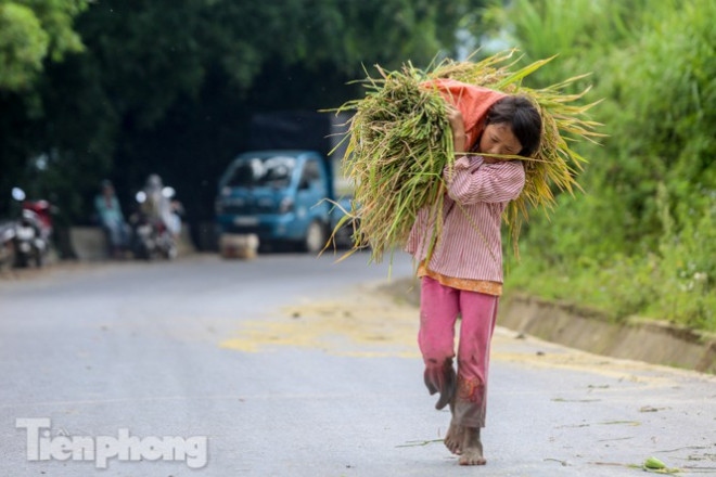 Những đứa trẻ theo bố mẹ ra đồng gặt lúa.