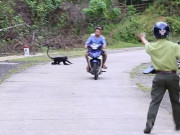 Tin tức trong ngày - Voọc gáy trắng tấn công hàng loạt người: Bác phương án dùng chó nghiệp vụ xua đuổi