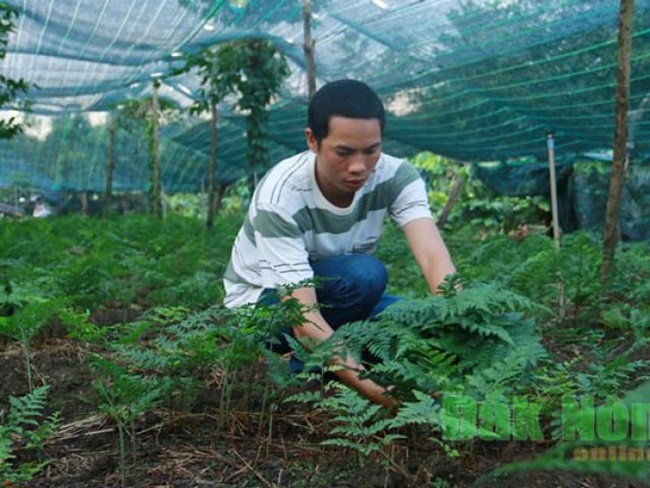 Ngày nay, dương xỉ được trồng trong chậu đem bán làm cảnh hoặc đặt ở bàn làm việc, phòng khách, phòng ngủ, cửa sổ...
