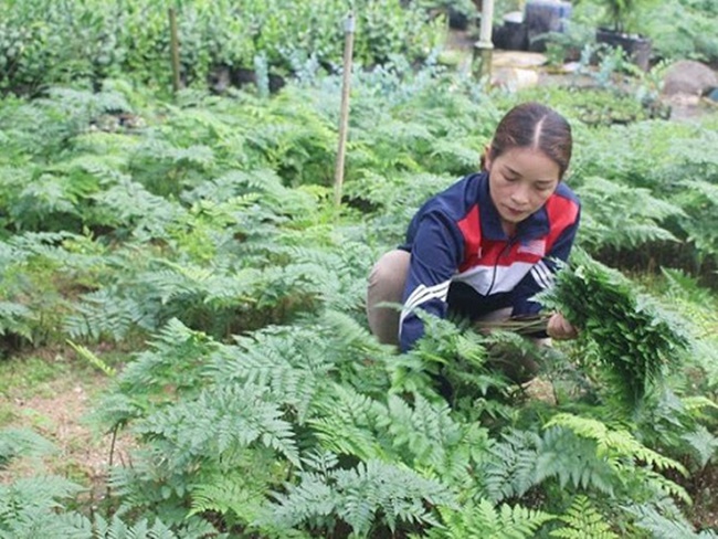 Cây dương xỉ phát triển tốt nhất trong điều kiện độ ẩm cao và độ ẩm đất cao. Do đó, điều quan trọng là sử dụng các loại mùn chất lượng tốt.
