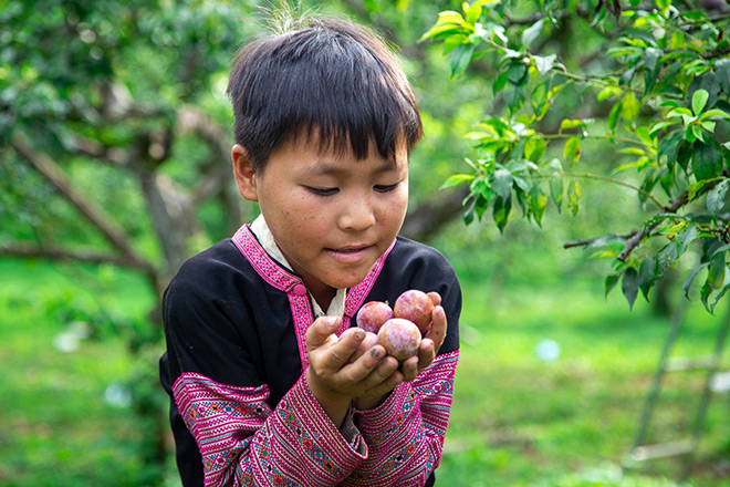 Hành trình khác biệt của Mận hậu Ruby Sơn La - 3