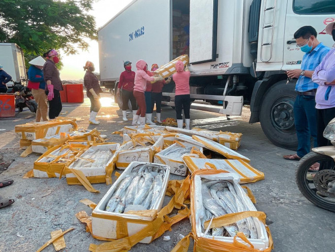 Việc xuất khẩu cá hố qua Trung Quốc bị ngưng trệ khiến các tiểu thương phải chở cá về ngược lại Quảng Bình bán với giá cực thấp.
