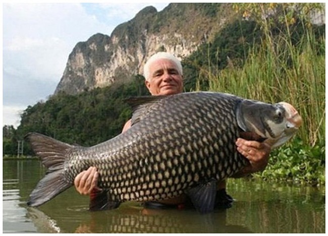 Loài cá này có con nặng tới 600kg và dài 3m. Thịt cá ngon, chất lượng tốt.
