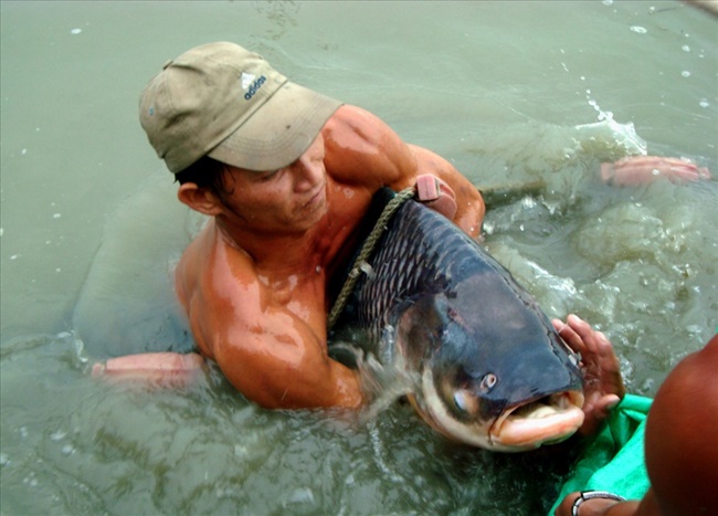 Chúng có nhiều ở các lưu vực sông lớn như Mê Kông, Chao Phraya (Thái Lan). Ngoài ra, có thể tìm thấy chúng ở bờ sông, kênh nhỏ.
