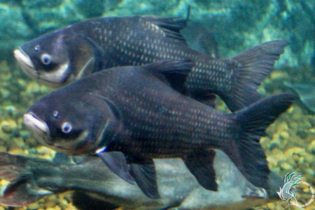 Mùa sinh sản cá hô tập trung khoảng 4 tháng (từ tháng 5 đến tháng 8 dương lịch).

