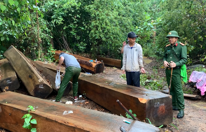 Một vụ phá rừng quy mô lớn nhưng Kiểm lâm huyện Krông Bông không phát hiện