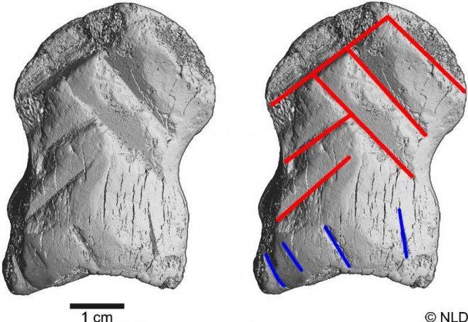 Mẩu xương đặc biệt chứng minh người Neanderthals đã phát triển vượt trội từ trước khi gặp gỡ, chung sống và lai với người hiện đại chúng ta - Ảnh: Văn phòng di sản Hạ Saxony