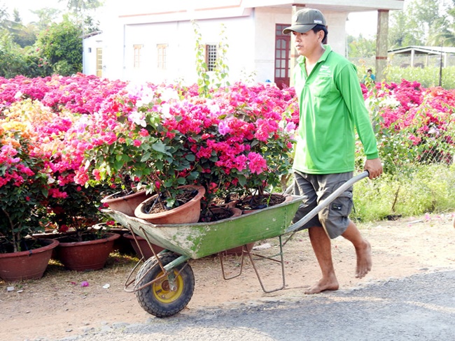 Cây hoa giấy không kén đất trồng, có thể trồng trên nhiều loại đất khác nhau như: đất đen, đất đỏ bazan, đất cát pha hay thậm chí đất cằn cỗi sỏi đá cũng có thể trồng được hoa giấy.
