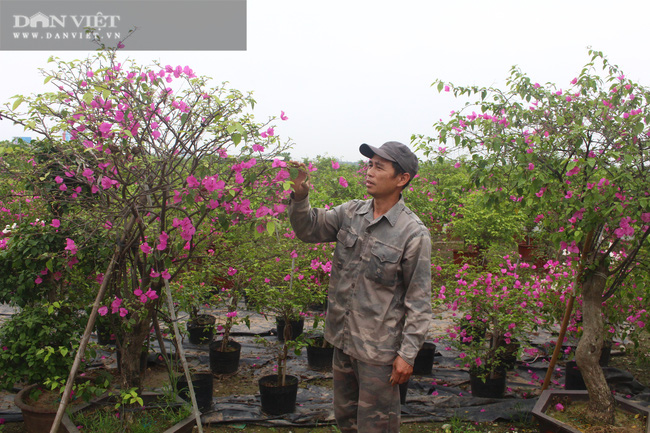 &nbsp;Hoa giấy cho hoa quanh năm, màu hoa rực rỡ, nhất là màu hoa xác pháo. Theo quan niệm, trồng hoa giấy trước nhà sẽ tạo nên vượng khí hừng hừng.&nbsp;
