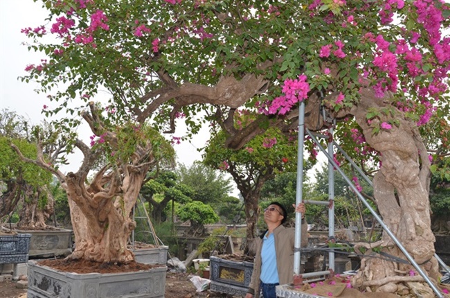 Khó khăn nhất với người trồng cây cảnh là làm sao chỉnh sửa, tạo thế để cây có dáng đẹp, thu hút khách mua. Người trồng hoa giấy cũng vậy.
