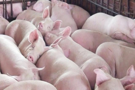 Giá lợn liên tục lao dốc xuống mức thấp, dự báo sẽ tiếp tục giảm, tại sao?