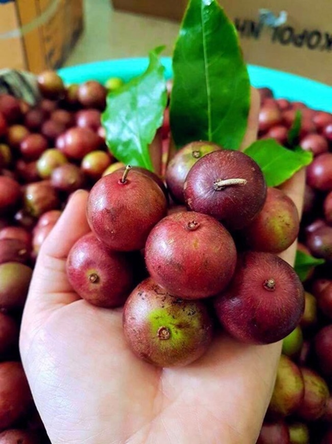 Nhìn bên ngoài hình dáng của chúng như quả cherry. nhưng đây là loại quả dân dã một thời tuổi thơ ai cũng biết.
