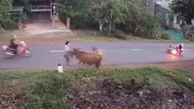Hai cô gái gặp tai nạn vì bị con bò nhảy bổ ra đường.