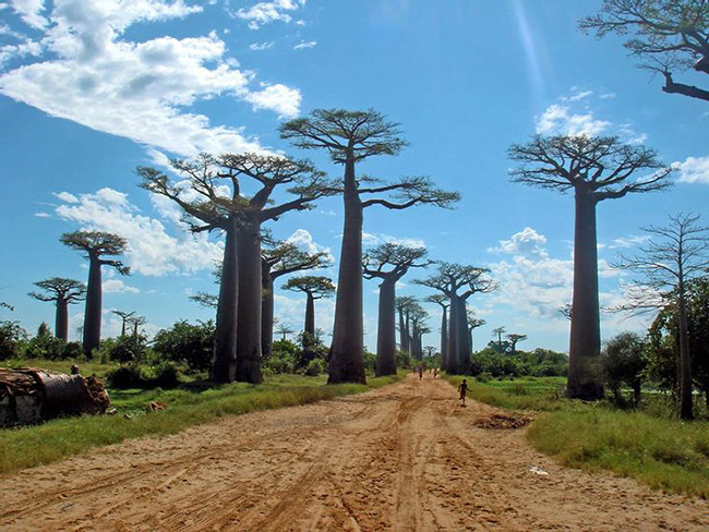 Đại lộ Baobabs của Madagascar: Baobabs là một loại cây phát triển đồ sộ và có rất ít cành, trừ những ngọn cây. Chúng rất giống với những cây huyết long nhưng lớn hơn nhiều. 
