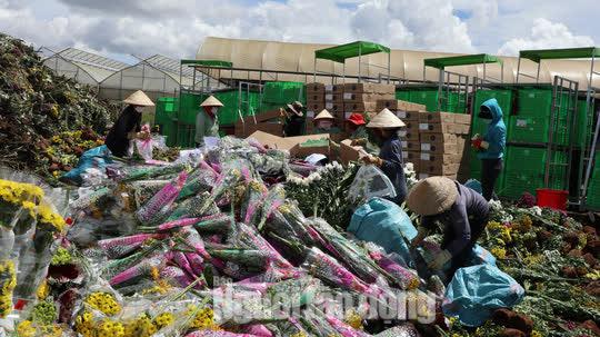 Xót xa tiêu hủy hàng trăm ngàn cành hoa cúc vì không xuất khẩu được.