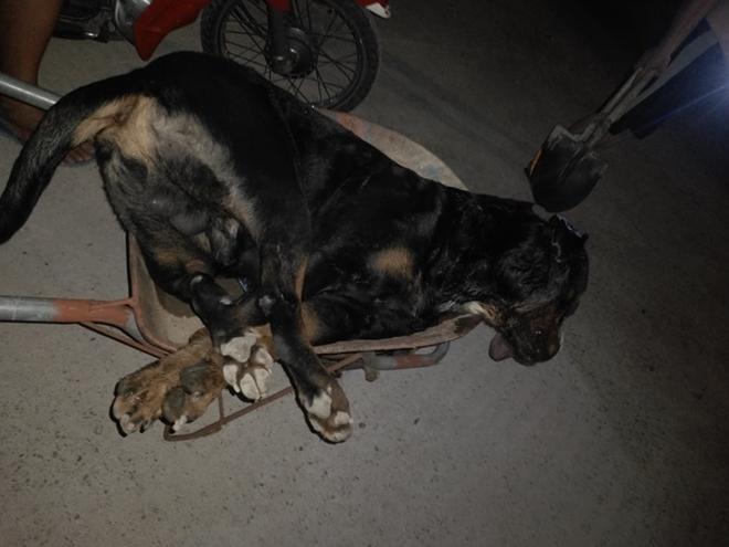 Con chó Pitbull nặng gần 60kg bị rắn hổ mang tấn công. Ảnh: Công an Nhân dân