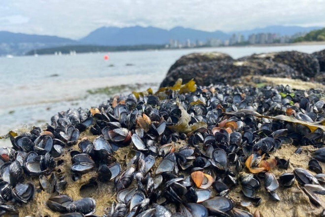 Trai biển bị "luộc chín" do nắng nóng ở thành phố Vancouver, tỉnh British Columbia, Canada. Ảnh:&nbsp;Alyssa Gehman