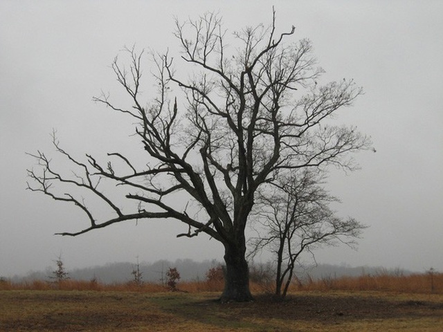 Cây sồi hơn 200 tuổi có biệt danh "cây của quỷ" nằm ở thị trấn Bernards, thuộc khu Someset, bang New Jersey, Mỹ.