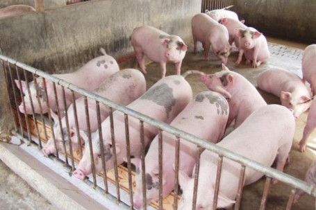 Giá lợn hơi đồng loạt giảm sâu, thấp nhất trong hai năm