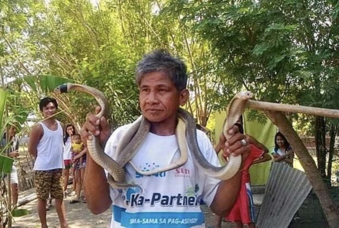 Người đàn ông Philippines nổi tiếng chuyên bắt rắn.
