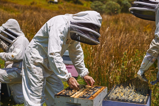 Manuka chỉ chiếm 1% trong số sản lượng mật ong nói chung trên toàn thế giới nên nó càng có giá đắt.

